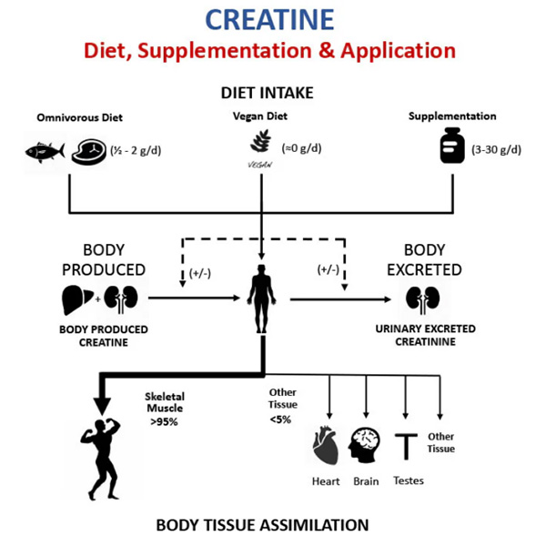 Flow chart creatine