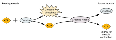 Flow chart creatine